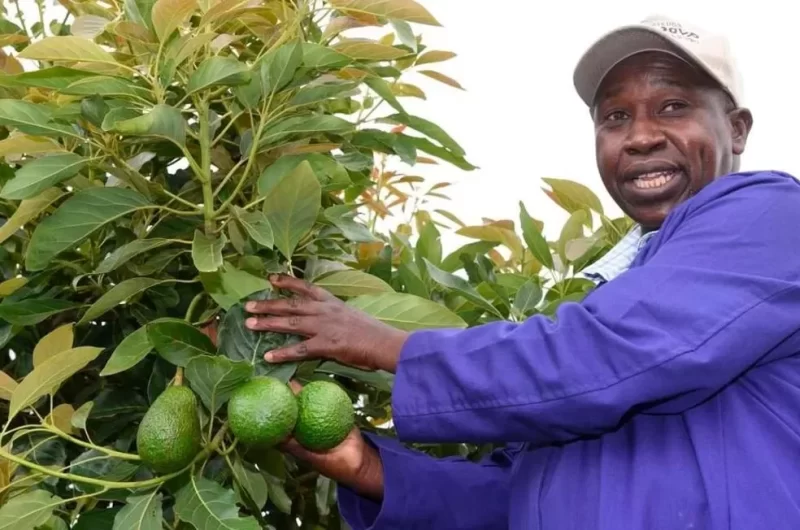 rift-valley-hass-avocado-farmers